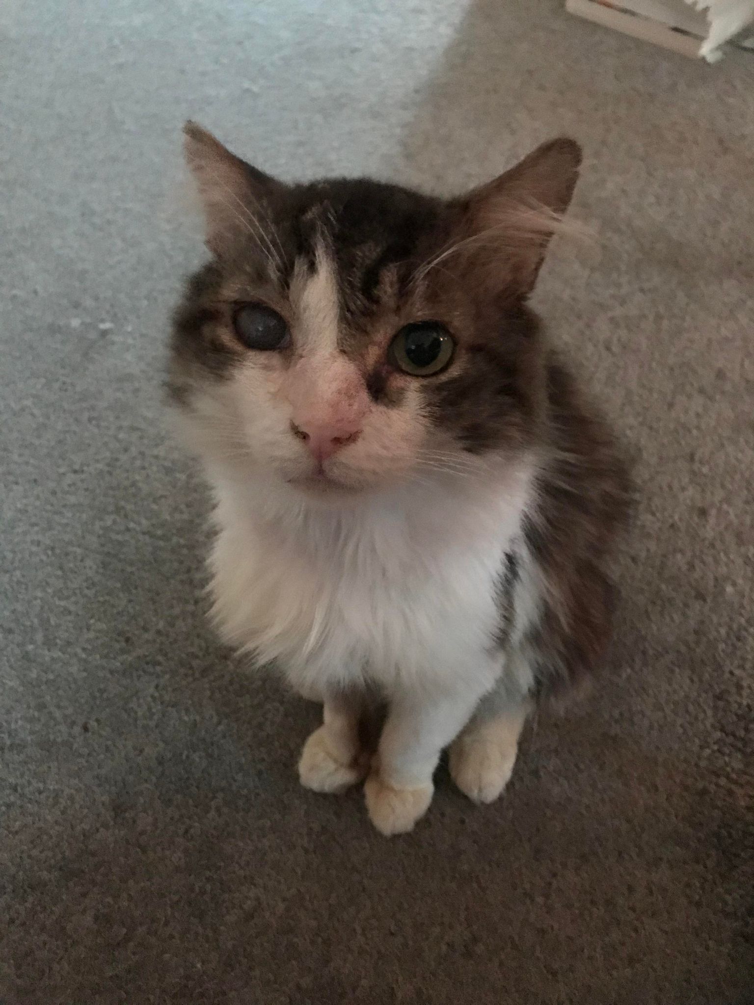 Marcel's Polite Paws